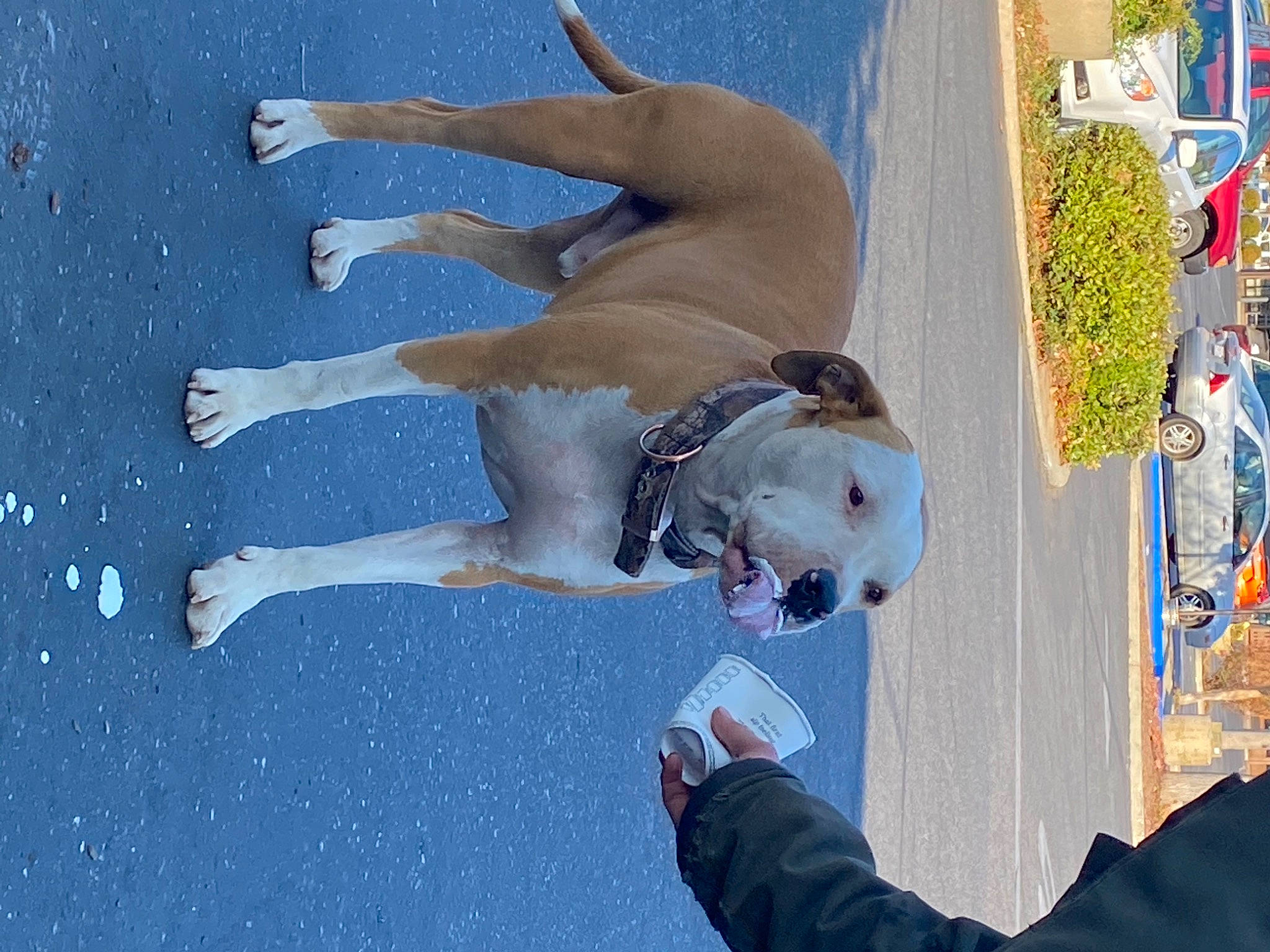 Brutus is registered to the contest to win money with this photo: azure, barechested, dog_breed, fawn, freezing, fun, gesture, happy, leisure, people_in_nature, personal_protective_equipment, playing_in_the_snow, recreation, sand, sunglasses, swimming_pool, vacation, visual_arts, water, winter