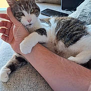 Maisie joined the competition — help win amazing prizes! cat, tabby_cat, white_cat, pet, cuddling, arm, human_hand, couch, cushion, phone, indoor, relaxed, feline, paw, fur, domestic_animal, closeup, comfort, resting, natural_light