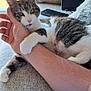 cat, tabby_cat, white_cat, pet, cuddling, arm, human_hand, couch, cushion, phone, indoor, relaxed, feline, paw, fur, domestic_animal, closeup, comfort, resting, natural_light