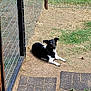 dog, canine, pet, black_and_white, lying_down, fence, grass, dirt, pavement, tiles, outdoor, backyard, attentive, ears_up, paws, short_hair, sunbathing, guard_dog, metal_mesh, path