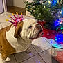 Penny joined the competition — help win amazing prizes! animal, birthday_candle_headband, bulldog, celebration, christmas_lights, christmas_tree, companion, cute, decorations, dog, festive, holiday_decor, home, indoor, lights, looking_up, pet, red_tree_skirt, tiled_floor, white_and_brown_fur
