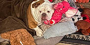 Penny is registered to the contest to win money with this photo: animal, blanket, brick_wall, brown_blanket, bulldog, carpet, comfort, cozy, dog, dog_bed, fireplace, home_interior, indoor, mammal, pet, pillow, pink_elephant, plush_toy, relaxation, stuffed_animal