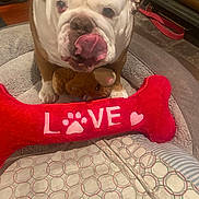 Penny is registered to the contest to win money with this photo: animal, bed, blanket, bulldog, closeup, cozy, cute, dog, expression, furniture, home, indoor, leash, love_text, pattern, paw_print, pet, plush_toy, red_bone_pillow, tongue