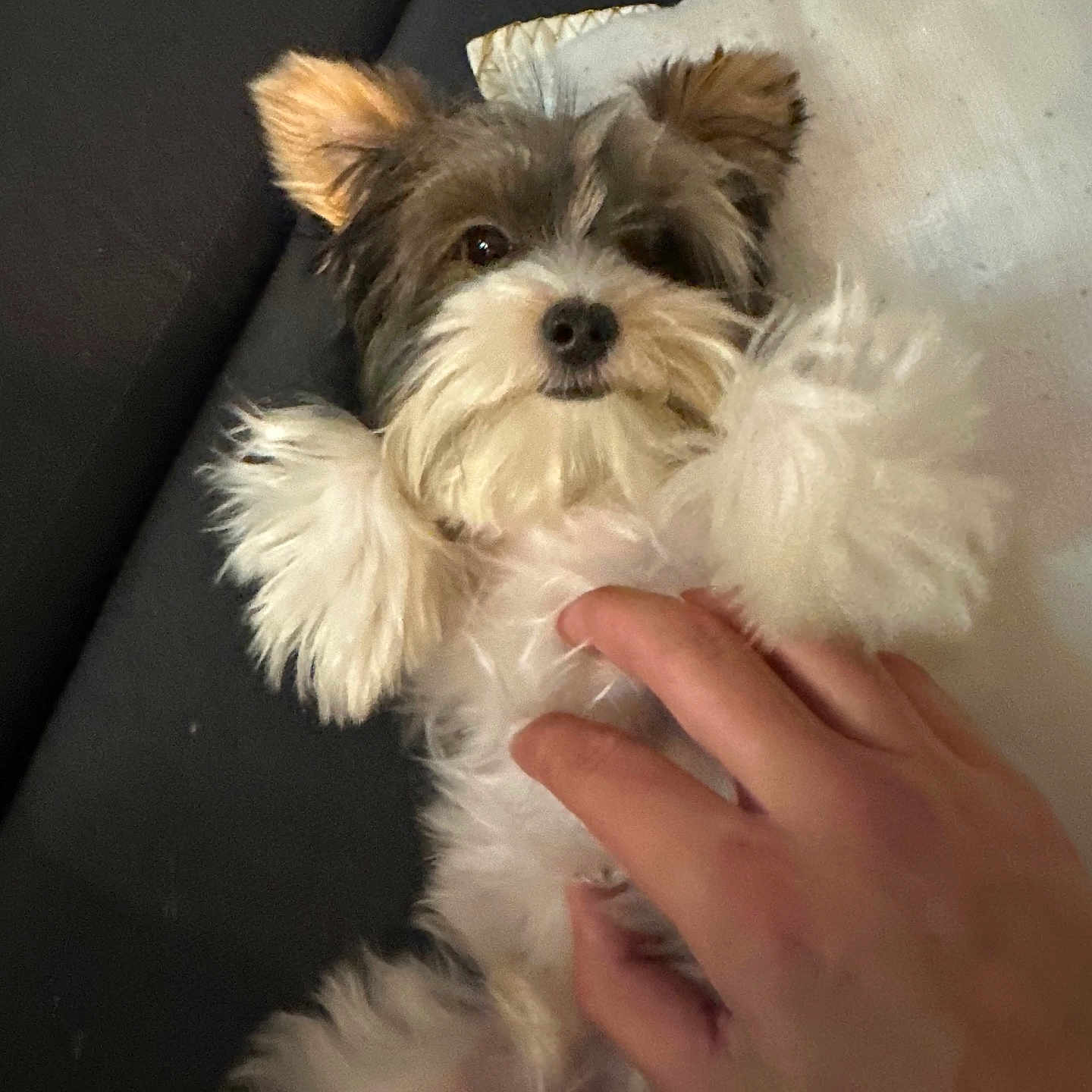 Opie joined the competition — help win amazing prizes! animal, belly_up, brown_fur, companion, couch, cozy, cute, dog, ears, fluffy, friendly, hand, indoor, paw, pet, playing, relaxed, resting, soft, white_fur
