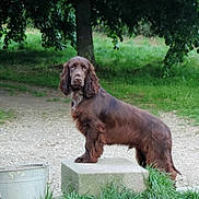 Djim participe au concours pour gagner de l'argent avec cette photo : animal, brown_dog, bucket, calm, canine, concrete_block, dog, fur, grass, ground, leafy, looking, nature, outdoor, park, pet, portrait, quiet, standing, tree