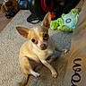chihuahua, dog, small_dog, pet, puppy, sitting, indoor, carpet, home, brown_and_white, large_ears, pointy_ears, short_hair, animal_face, looking_at_camera, dog_toy, basket, exercise_equipment, household, portrait