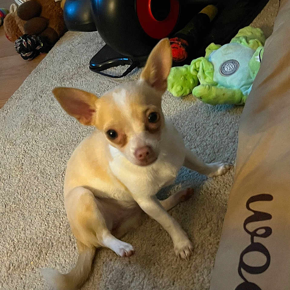 Roxy