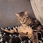 Neko a rejoint le concours — aidez-le/la à gagner de superbes lots ! cat, tabby, pet, animal, feline, striped, lounge, blanket, couch, indoor, cozy, fur, whiskers, tail, ears, relaxed, home, curious, resting, cute