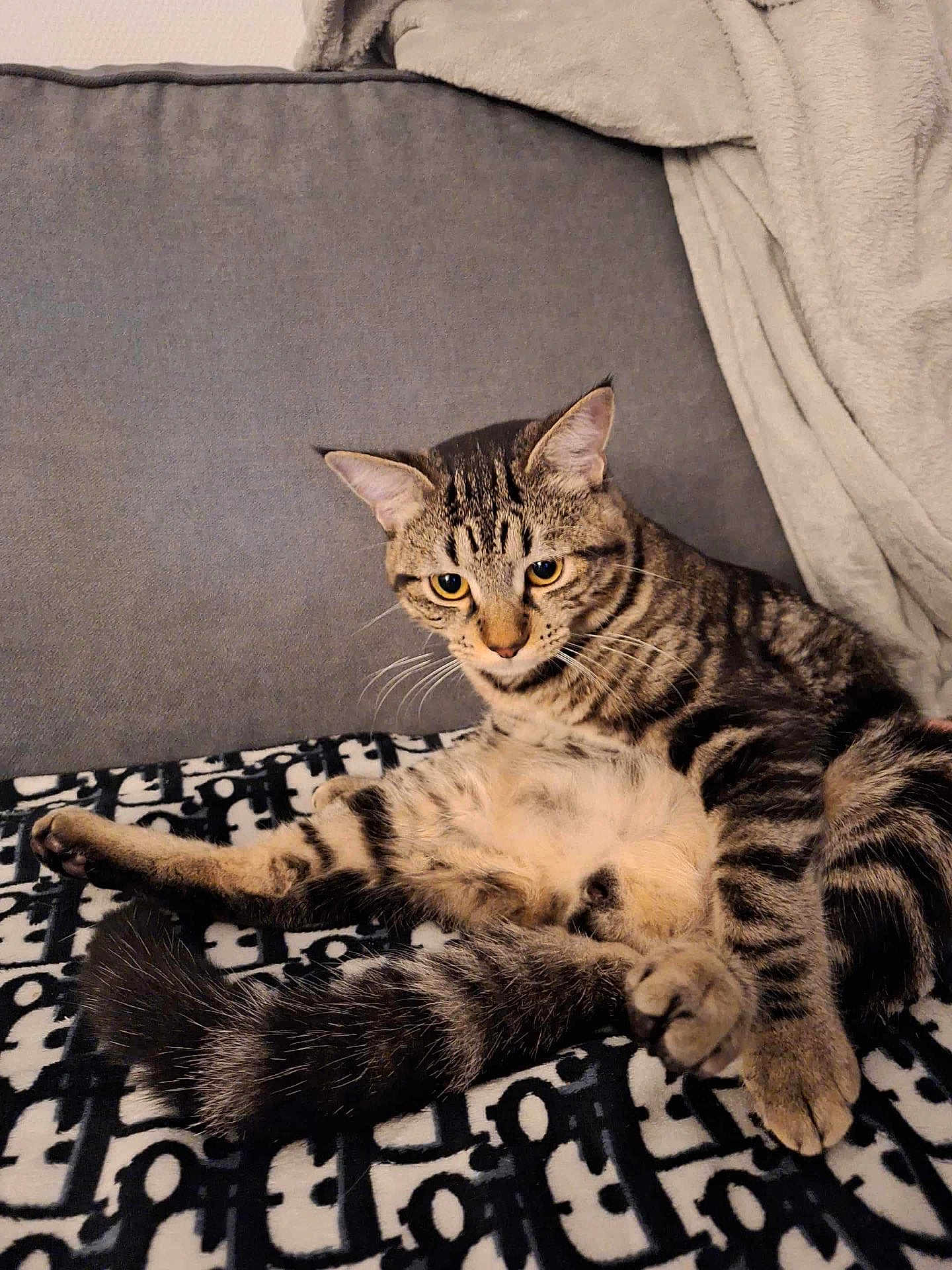 Neko a rejoint le concours — aidez-le/la à gagner de superbes lots ! cat, tabby, pet, animal, feline, striped, lounge, blanket, couch, indoor, cozy, fur, whiskers, tail, ears, relaxed, home, curious, resting, cute