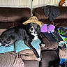 dog, couch, hat, black_and_white, pillow, blanket, stuffed_toy, indoor, pet, fur, brown, purple, glasses, tablet, clothing, carpet, relaxing, home, living_room, curious