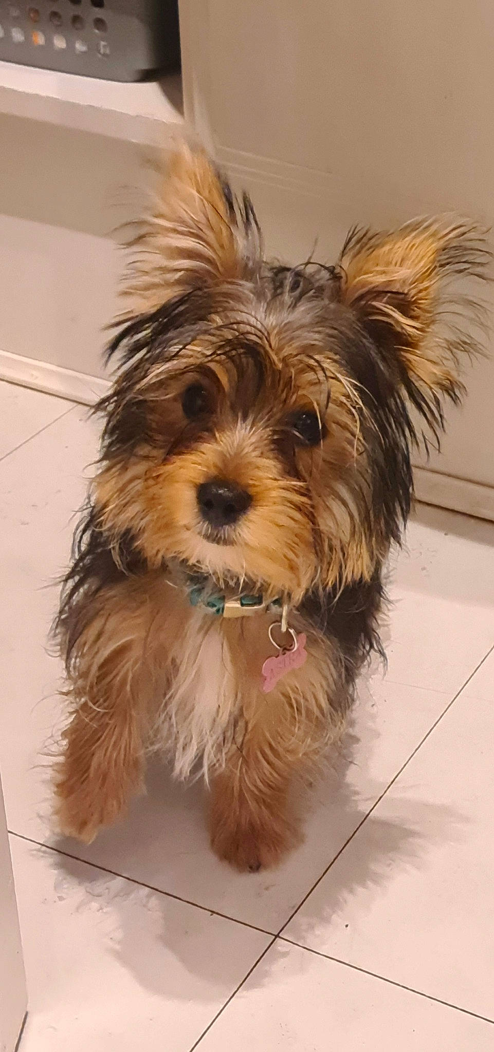 Astra is registered to the contest to win money with this photo: australian_terrier, biewer_terrier, canidae, carnivore, companion_dog, dog, dog_breed, fashion_accessory, fawn, fur, liver, small_terrier, snout, sporting_group, terrier, toy_dog, water_dog, working_animal, yorkipoo, yorkshire_terrier