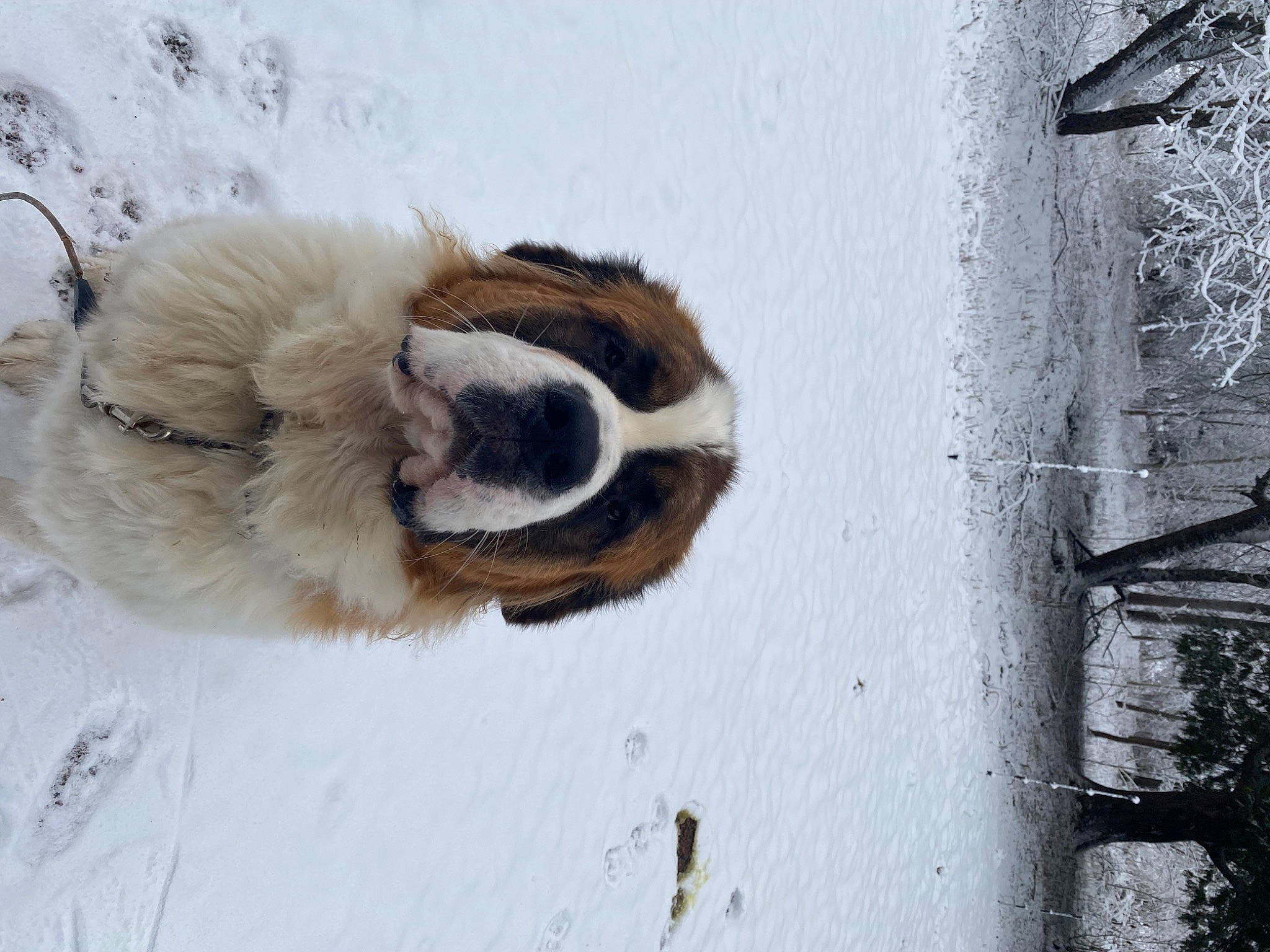 Gunner joined the competition — help win amazing prizes! art, canidae, carnivore, companion_dog, dog, dog_breed, fawn, foot, freezing, fur, paw, snow, sporting_group, tail, tree, whiskers, window, winter, wood, working_animal