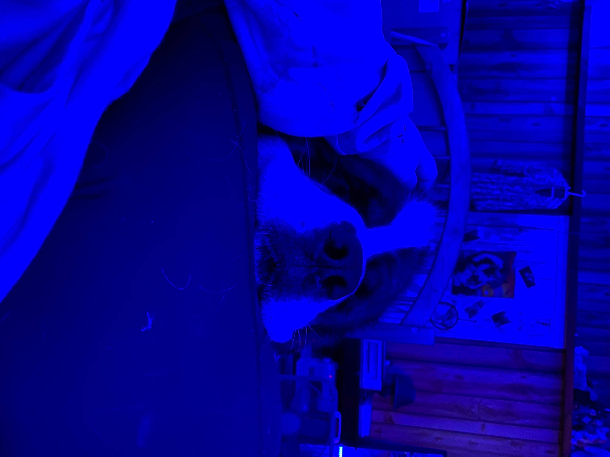 Gunner joined the competition — help win amazing prizes! azure, blue, electric_blue, engineering, event, font, graphics, magenta, pattern, petal, purple, violet