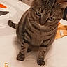 cat, kitten, tabby, striped_fur, pet, animal, standing, bed, bedding, bedroom, stuffed_animal, tiger_toy, portrait, indoor, home, camera_gaze, cute, whiskers, ears, date_stamp