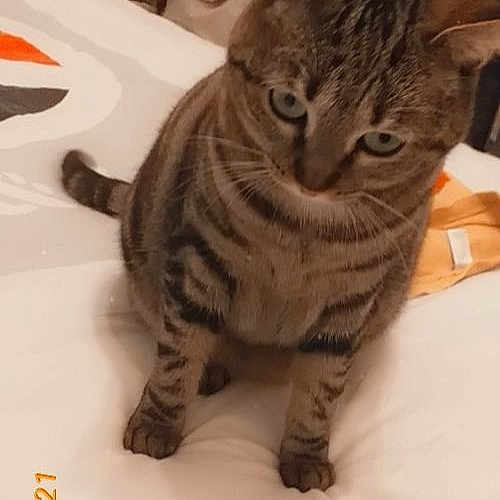 Biscotte
