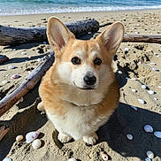 Nelson a rejoint le concours — aidez-le/la à gagner de superbes lots ! animal, beach, canine, companion, corgi, cute, dog, driftwood, ears, fluffy, friendly, mammal, nature, outdoor, pet, portrait, sand, seashells, sitting, sunlight