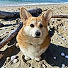 animal, beach, canine, companion, corgi, cute, dog, driftwood, ears, fluffy, friendly, mammal, nature, outdoor, pet, portrait, sand, seashells, sitting, sunlight