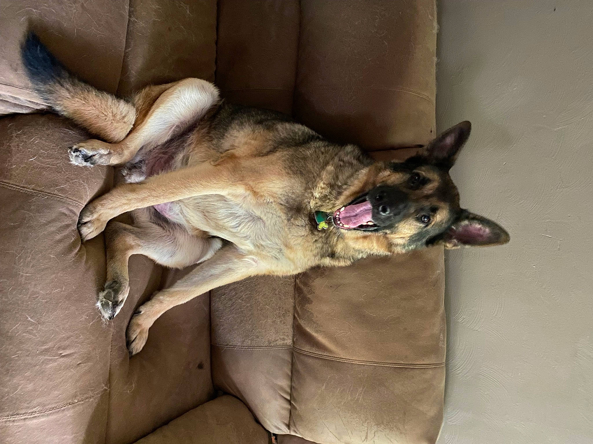 Thor joined the competition — help win amazing prizes! canidae, carnivore, collar, comfort, companion_dog, couch, dog, dog_breed, fawn, felidae, fur, nap, paw, shipping_box, small_to_medium_sized_cats, snout, sporting_group, tail, whiskers, working_animal