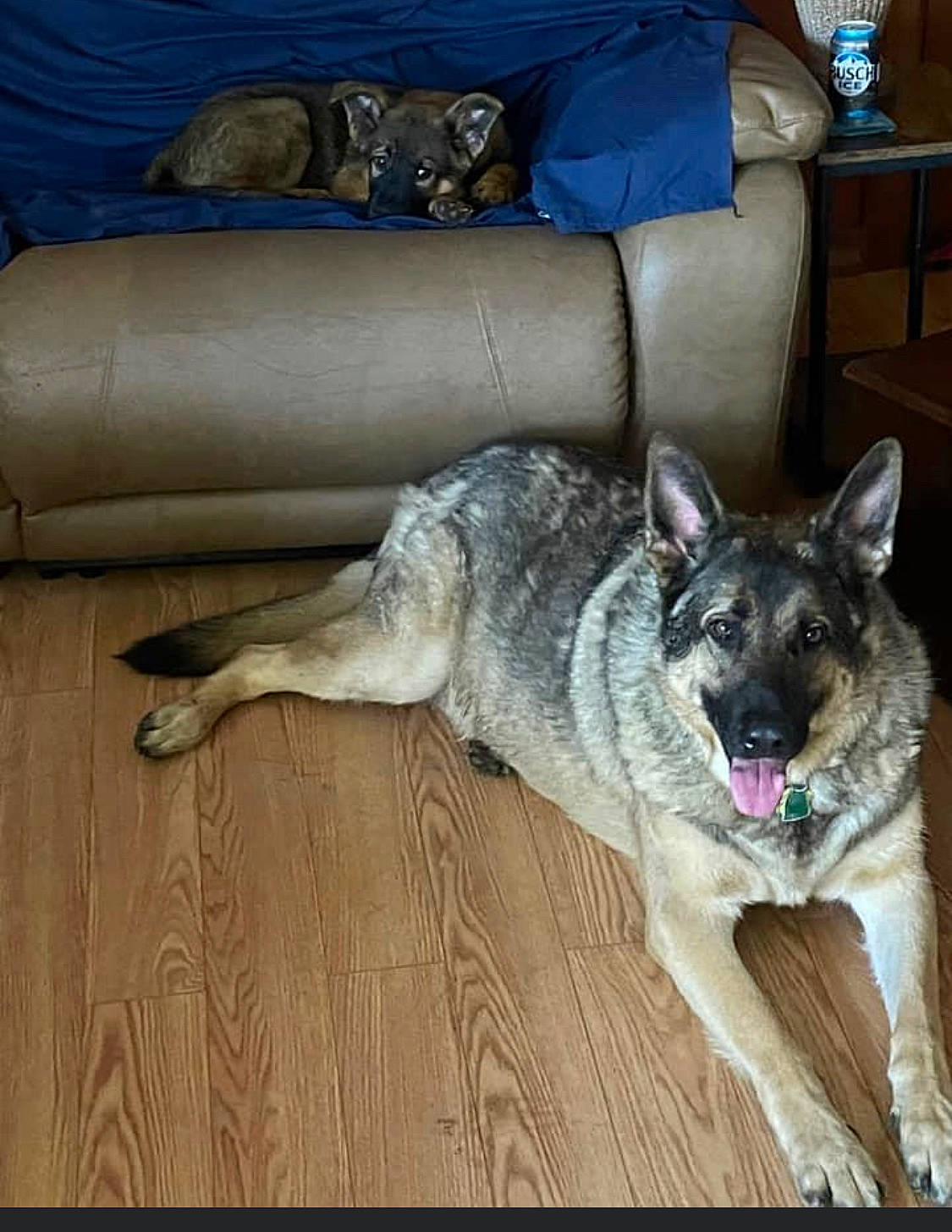 Thor is registered to the contest to win money with this photo: cabinetry, carnivore, cat, comfort, companion_dog, couch, dog, dog_breed, fawn, floor, flooring, fur, grey, hardwood, living_room, sofa_bed, sporting_group, studio_couch, wood, working_animal