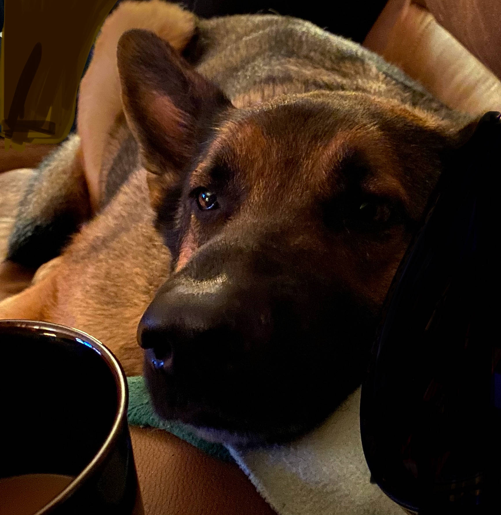 Thor is registered to the contest to win money with this photo: canidae, carnivore, collar, comfort, companion_dog, dog, dog_bed, dog_breed, dog_collar, ear, fawn, fur, guard_dog, paw, serveware, snout, sporting_group, tableware, whiskers, working_animal