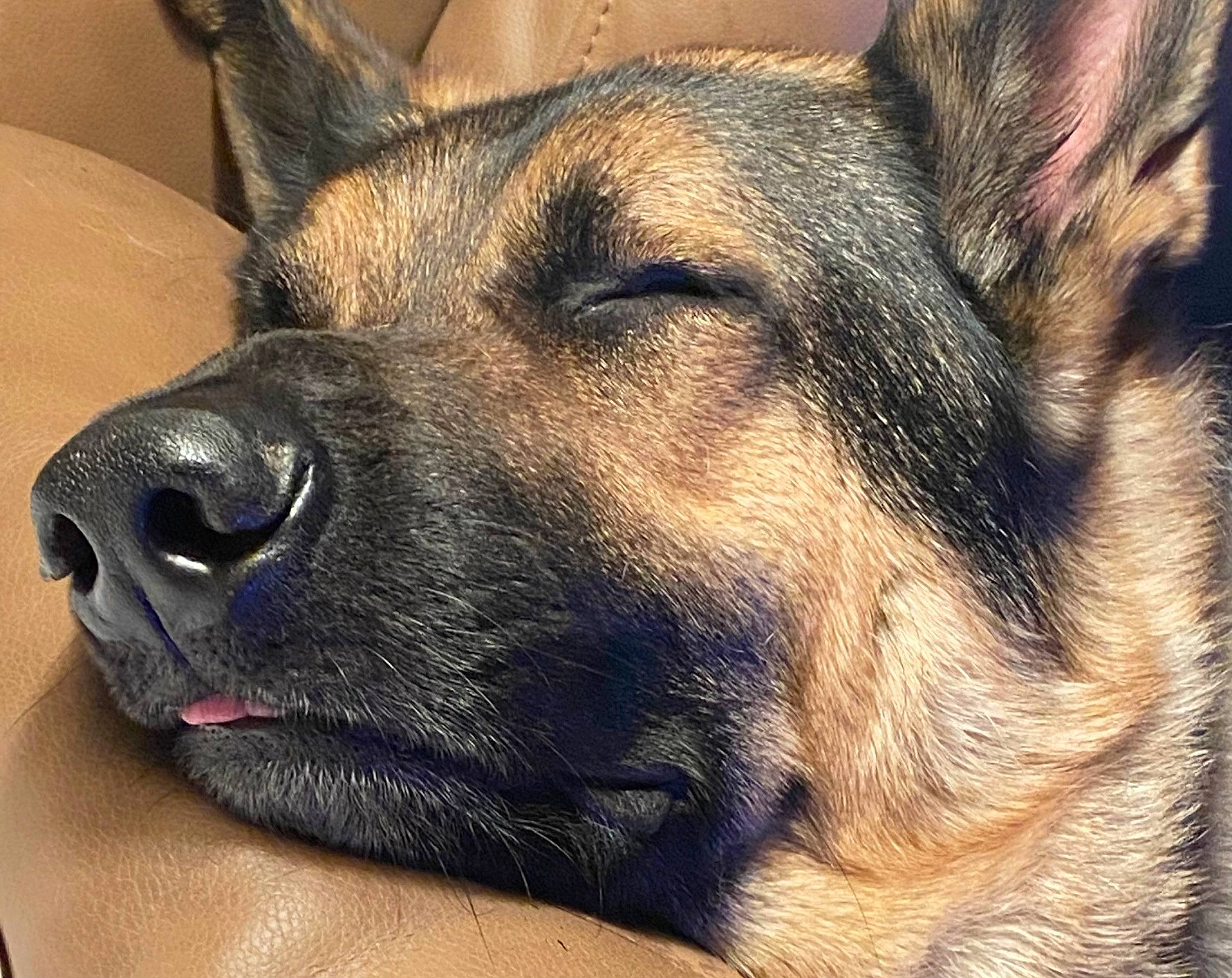 Thor joined the competition — help win amazing prizes! australian_cattle_dog, canidae, carnivore, companion_dog, dog, dog_breed, ear, eye, fawn, fur, head, herding_dog, jaw, paw, snout, sporting_group, terrestrial_animal, whiskers, working_animal, working_dog