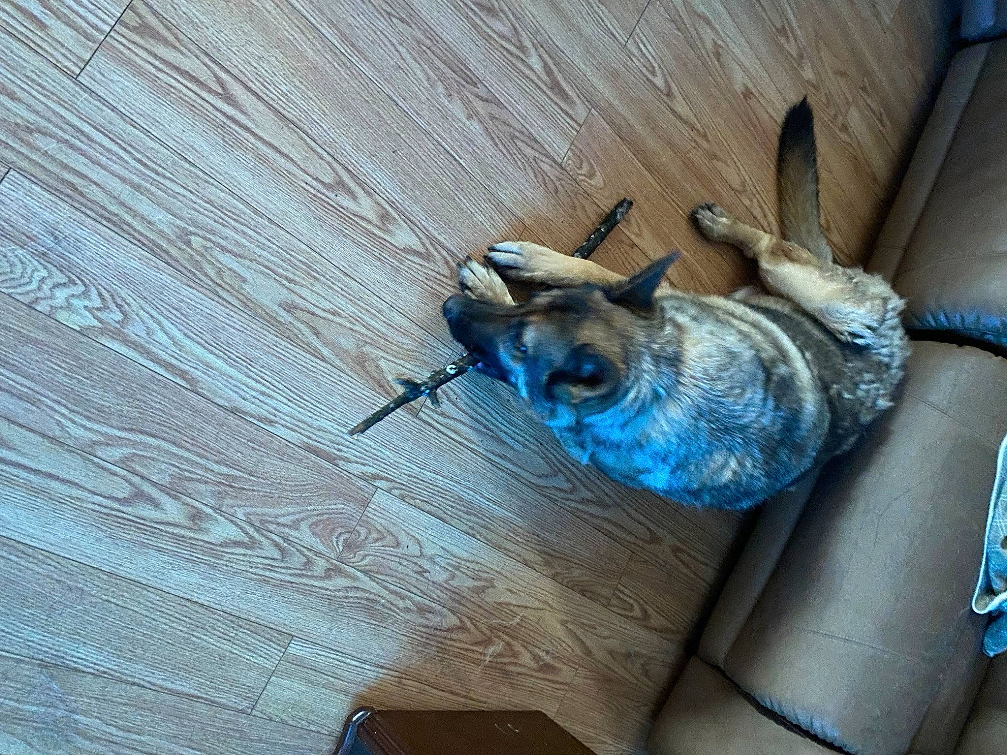 Thor is registered to the contest to win money with this photo: carnivore, collar, dog, dog_breed, dog_collar, electric_blue, fashion_accessory, fawn, hardwood, perching_bird, snout, tail, terrestrial_animal, wood