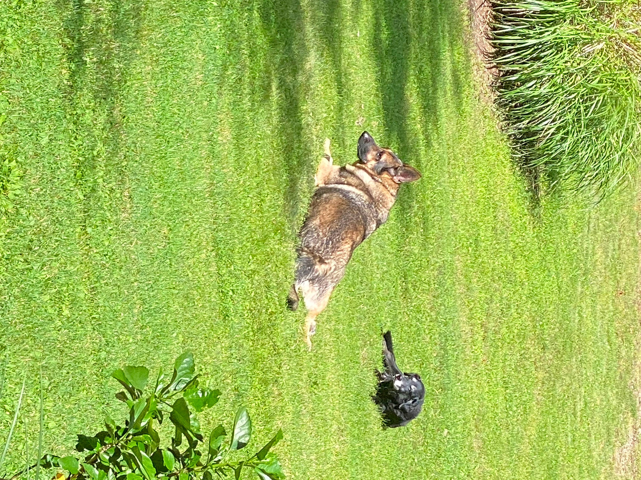 Shadow is registered to the contest to win money with this photo: beak, dog_breed, field, grass, grass_family, grassland, green, groundcover, landscape, lawn, meadow, pasture, people_in_nature, plant, prairie, shrub, sporting_group, tail, terrestrial_animal, tree