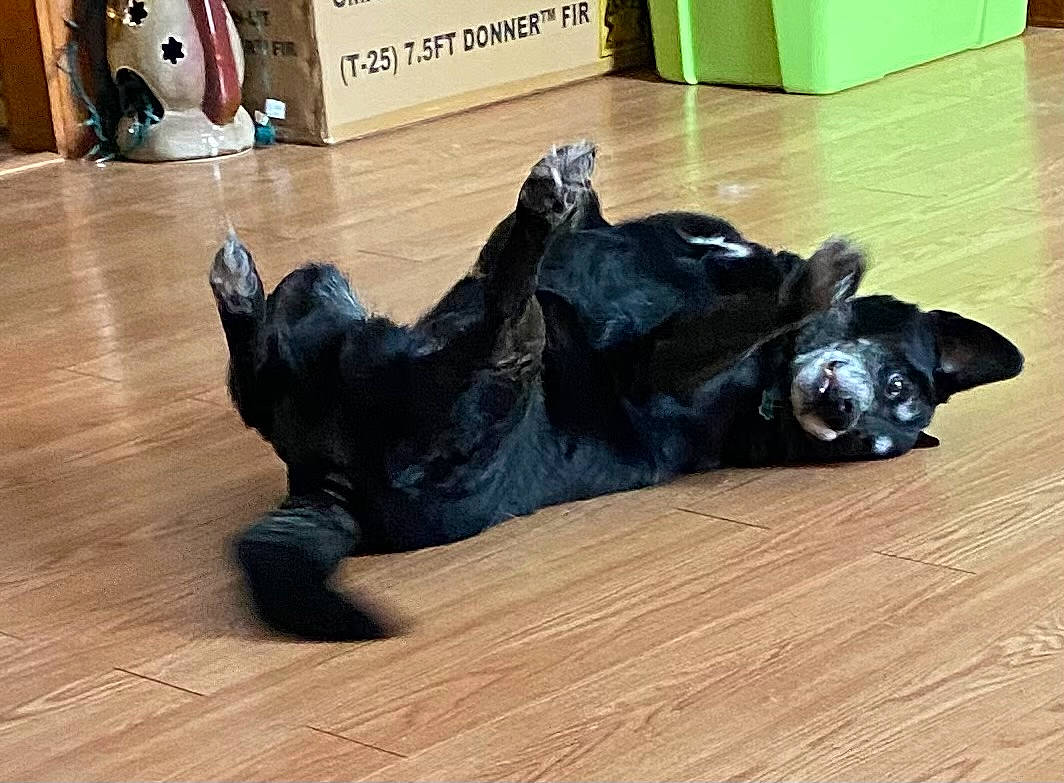 Shadow joined the competition — help win amazing prizes! art, canidae, carnivore, companion_dog, dog, dog_breed, fawn, floor, flooring, fur, hardwood, sculpture, sporting_group, statue, tail, terrestrial_animal, wood, wood_flooring, wood_stain, working_animal