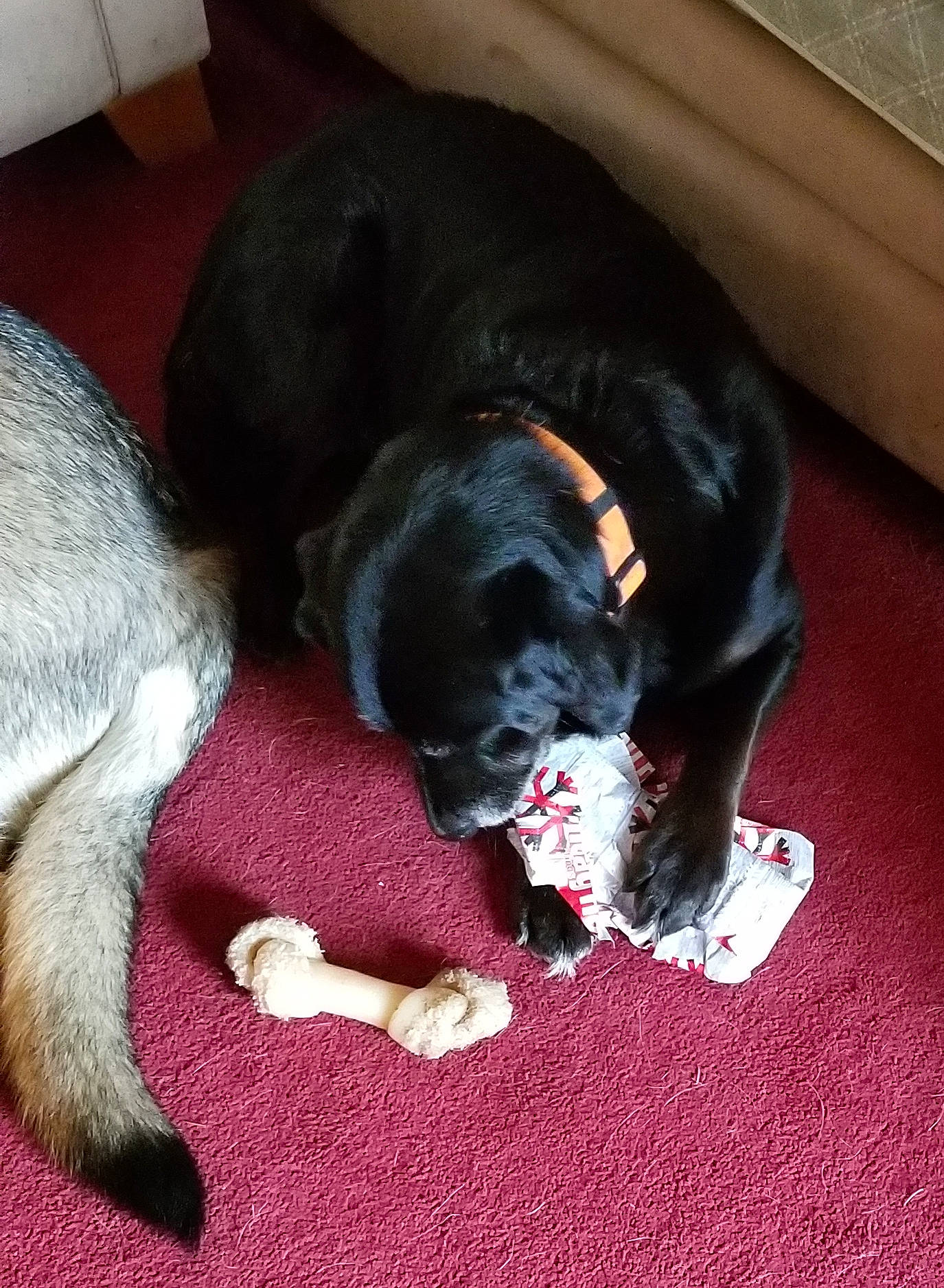 Shadow joined the competition — help win amazing prizes! beagador, canidae, carnivore, dog, dog_breed, ear, guard_dog, hovawart, labrador_retriever, paw, puppy, rottweiler, snout, sporting_group, tail