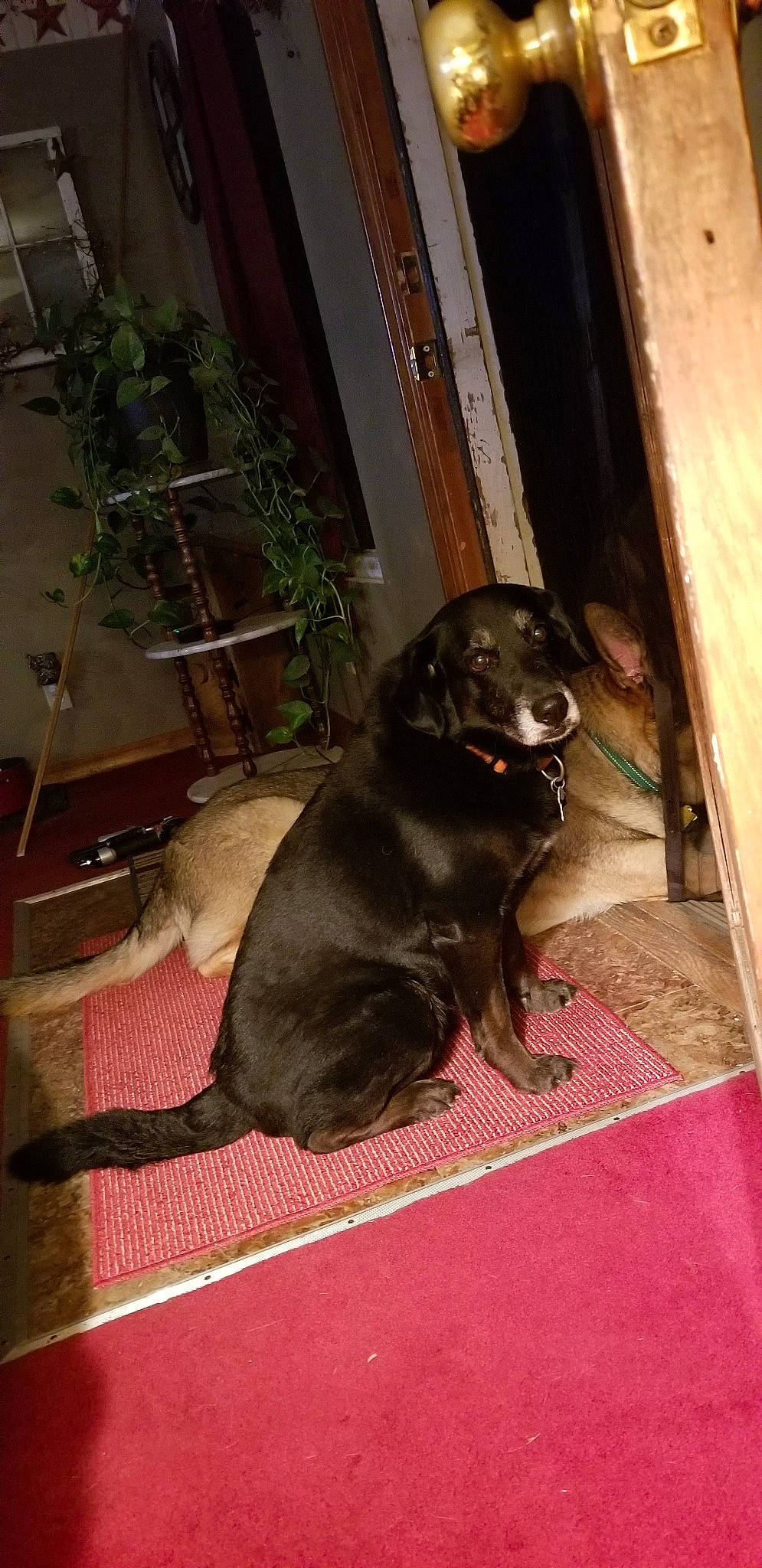 Shadow is registered to the contest to win money with this photo: borador, canidae, carnivore, dog, dog_breed, flat_coated_retriever, labrador_retriever, mammal, puppy, sporting_group, vertebrate