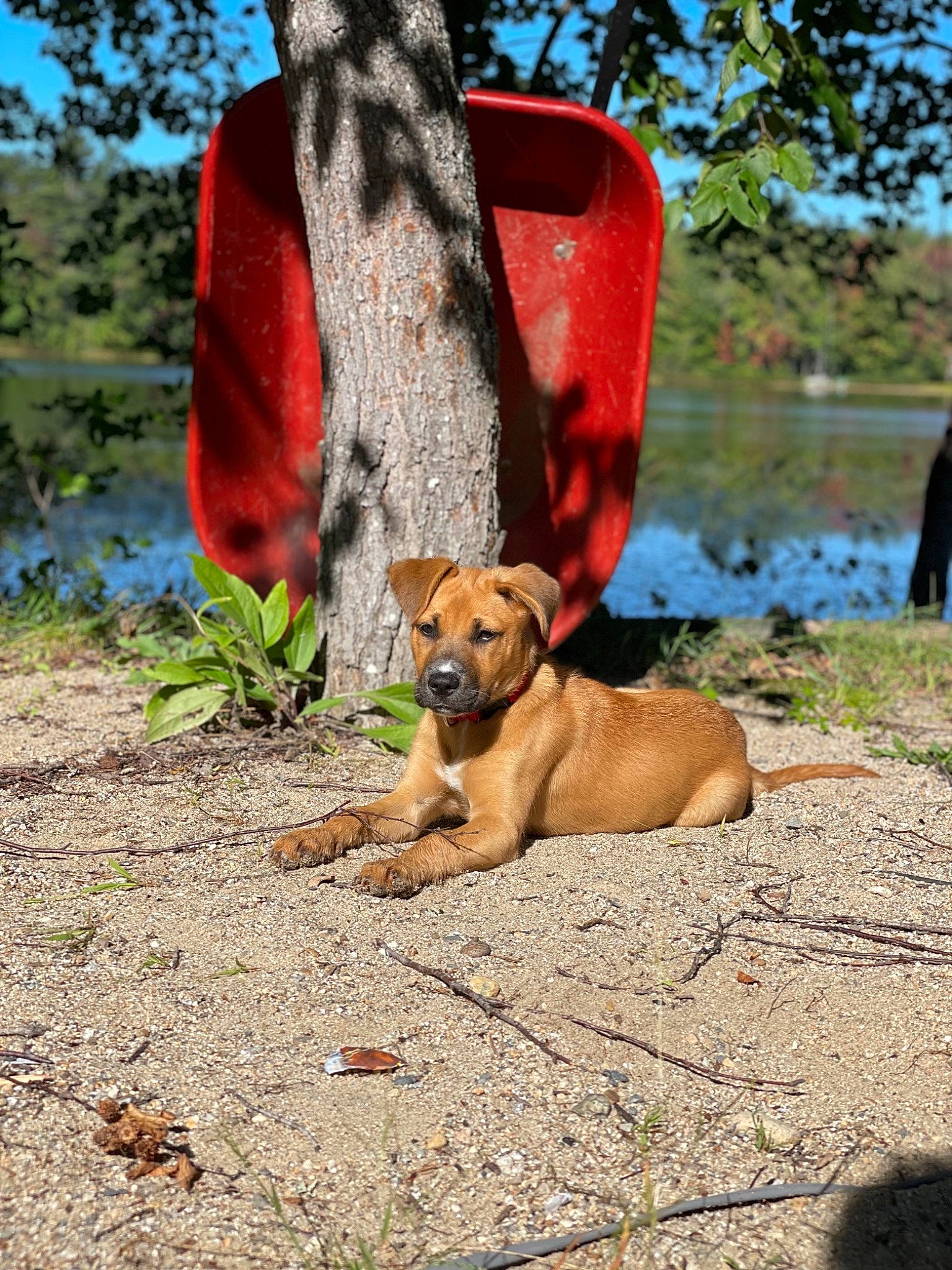 Sadie is registered to the contest to win money with this photo: carnivore, collar, companion_dog, dog, dog_breed, dog_collar, dog_supply, fawn, grass, lake, leash, leisure, pet_supply, plant, sky, sunglasses, tree, water, wood, working_animal