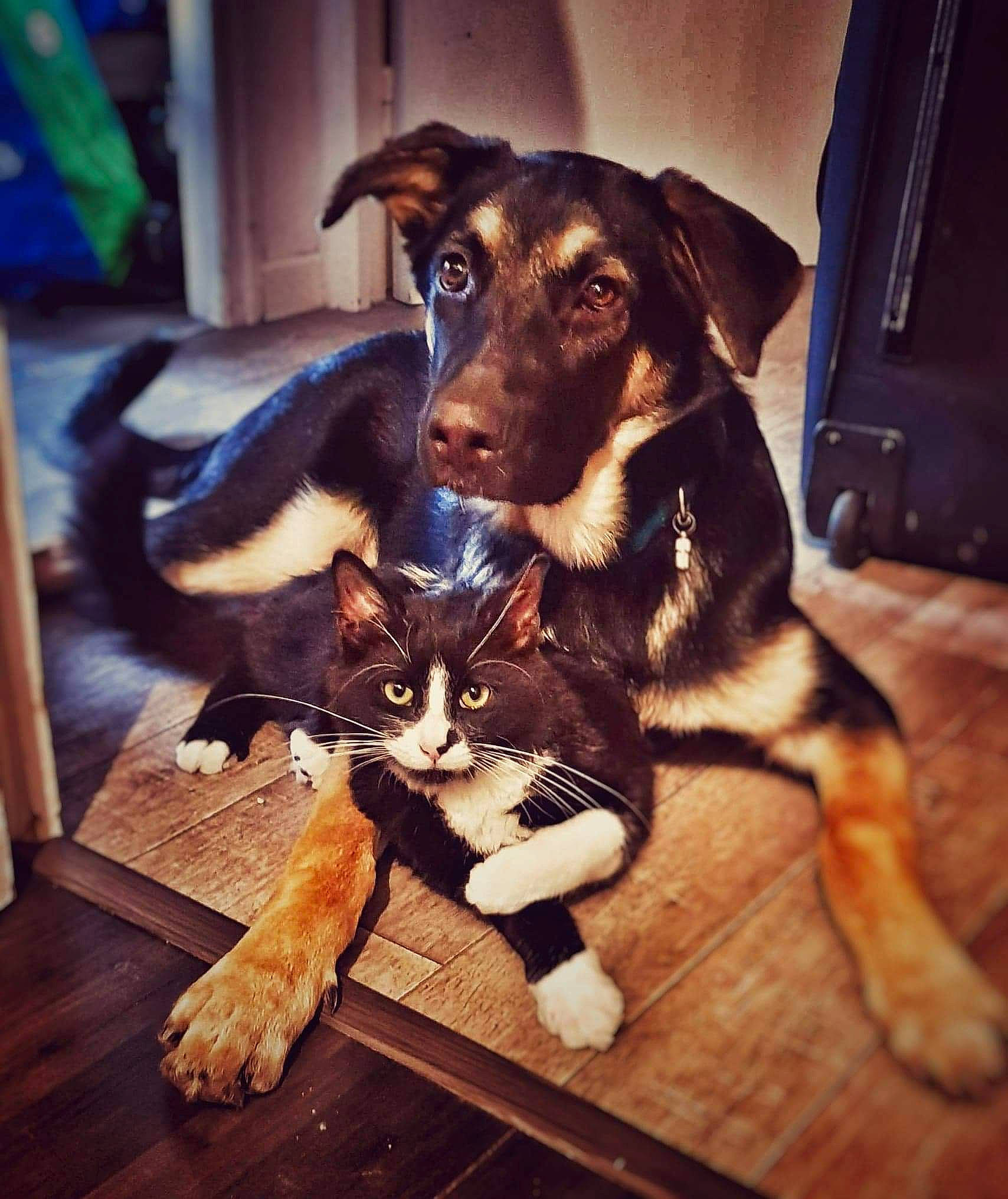 Ganesh a rejoint le concours — aidez-le/la à gagner de superbes lots ! carnivore, companion_dog, dog, dog_breed, felidae, floor, flooring, fur, hardwood, laminate_flooring, pet_supply, plywood, small_to_medium_sized_cats, snout, vertebrate, whiskers, wood, wood_flooring, wood_stain, working_animal