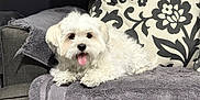 Connie is registered to the contest to win money with this photo: dog, white_dog, fluffy, tongue_out, couch, towel, indoor, pet, animal, relaxed, decorative_pillow, home, fur, cute, small_dog, resting, cozy, living_room, companion, friendly