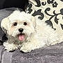 dog, white_dog, fluffy, tongue_out, couch, towel, indoor, pet, animal, relaxed, decorative_pillow, home, fur, cute, small_dog, resting, cozy, living_room, companion, friendly
