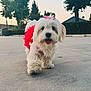 Connie is registered to the contest to win money with this photo: dog, white_dog, small_dog, fluffy, pink_bow, red_tutu, pet, cute, outdoor, concrete, trees, house, daylight, walking, tongue_out, playful, animal, adorable, fur, canine