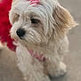 Connie is registered to the contest to win money with this photo: dog, white_dog, fluffy, pet, cute, bow, pink_bow, red_outfit, small_dog, fur, animal, portrait, looking_away, close_up, outdoor, soft_focus, adorable, friendly, domestic_animal, canine