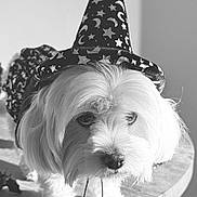 Connie is registered to the contest to win money with this photo: dog, wizard_hat, costume, table, pet, fluffy, white_dog, indoor, closeup, animal, cute, decorative, portrait, magic, stars, moons, funny, face, fur, holiday