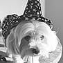 dog, wizard_hat, costume, table, pet, fluffy, white_dog, indoor, closeup, animal, cute, decorative, portrait, magic, stars, moons, funny, face, fur, holiday
