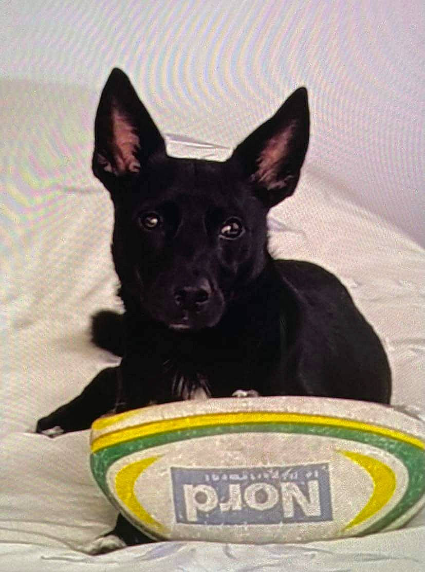 Pakito a rejoint le concours — aidez-le/la à gagner de superbes lots ! bowl, canidae, carnivore, companion_dog, dog, dog_breed, dog_supply, guard_dog, herding_dog, non_sporting_group, paw, pet_supply, snout, sporting_group, whiskers, working_animal, working_dog