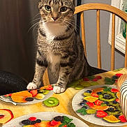 Fifi joined the competition — help win amazing prizes! cat, tabby_cat, indoor, chair, table, tablecloth, fruit_pattern, curious, pet, animal, feline, domestic_cat, wooden_chair, colorful, still_life, whiskers, paws, close_up, portrait, looking