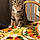 Fifi