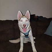 Lucky joined the competition — help win amazing prizes! animal, brown, canine, couch, dog, domestic, ears, fur, furniture, happy, harness, husky, indoor, living_room, pet, puppy, sitting, tail, tongue_out, white