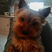 Voltaire a rejoint le concours — aidez-le/la à gagner de superbes lots ! animal, brown_fur, close_up, companion, cozy, cute, dog, domestic, ears, face, fluffy, fur, home, indoor, lap, natural_light, pet, portrait, relaxed, window