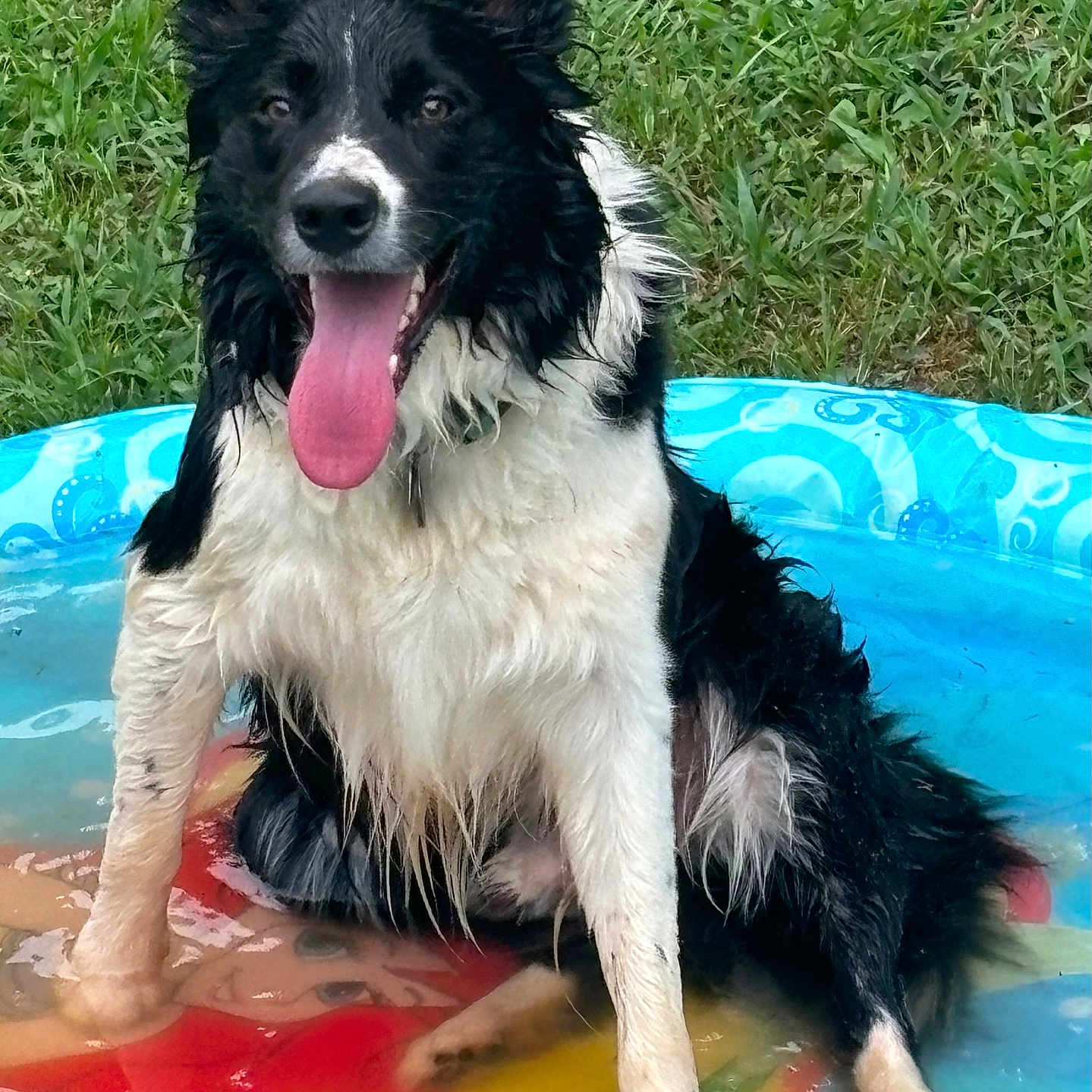 Michele Rogers is registered to the contest to win money with this photo: animal, bodypart, canine, collie, dog, face, grass, head, husky, lawn, mouth, outdoors, person, pet, plant, pool, puppy, summer, swimmingpool, water