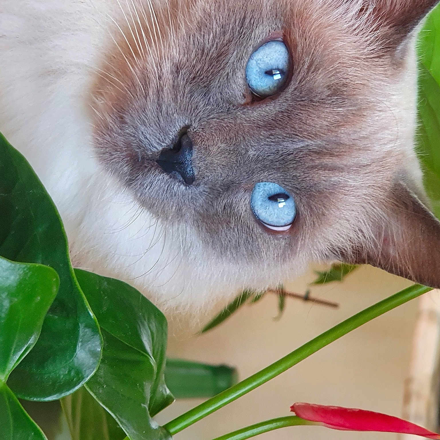 Mia