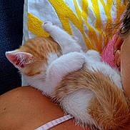 Erell a rejoint le concours — aidez-le/la à gagner de superbes lots ! kitten, cat, sleeping, orange_and_white, fur, pet, shoulder, person, pillow, yellow, white, close_up, cute, nap, resting, indoor, cozy, feline, soft, relaxation