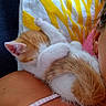 kitten, cat, sleeping, orange_and_white, fur, pet, shoulder, person, pillow, yellow, white, close_up, cute, nap, resting, indoor, cozy, feline, soft, relaxation