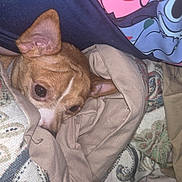 Heather Worth joined the competition — help win amazing prizes! dog, blanket, fabric, cozy, brown, white, pet, ears, snuggle, cute, resting, indoor, textile, pattern, comfort, fur, animal, closeup, warm, relax