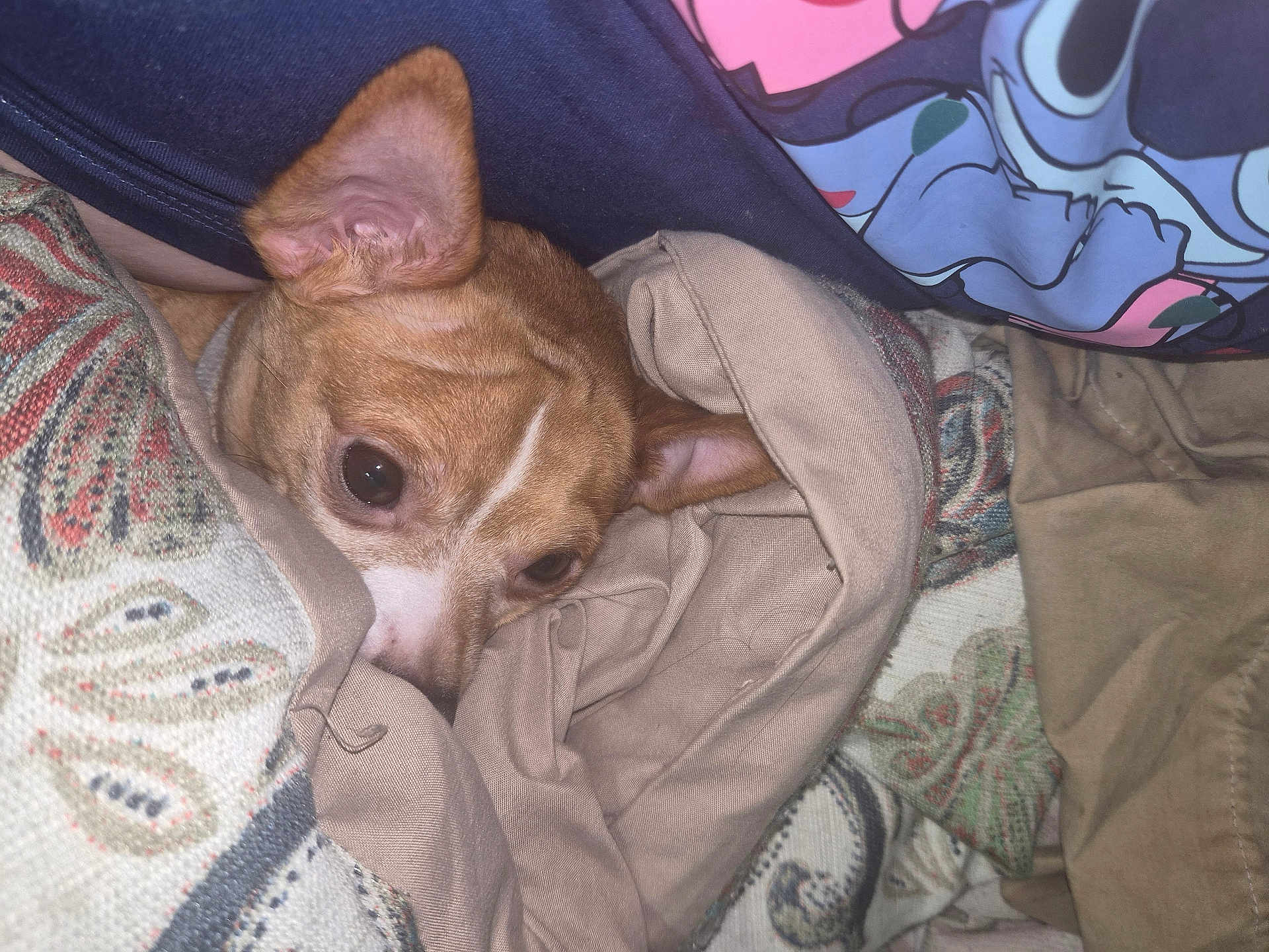 Heather Worth joined the competition — help win amazing prizes! dog, blanket, fabric, cozy, brown, white, pet, ears, snuggle, cute, resting, indoor, textile, pattern, comfort, fur, animal, closeup, warm, relax