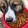 puppy, dog, canine, brown_and_white, floppy_ears, close_up, face, eyes, nose, whiskers, pet, food_bowl, kibble, dog_food, eating, outdoor, gravel, grass, red_bowl, adorable